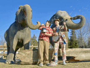 Toe Jam Puppet Band with two elephants at the zoo